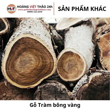 Gỗ tràm bông vàng