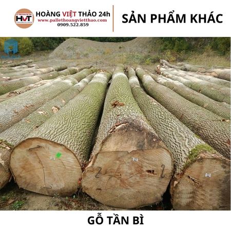 Gỗ Tần Bì