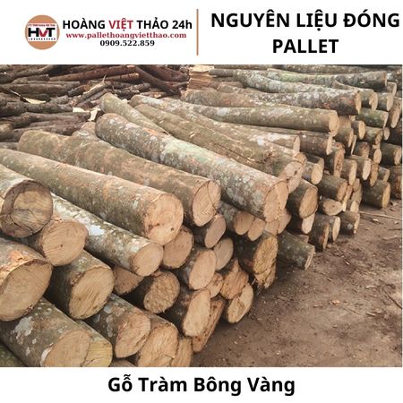 Gỗ Tràm Bông Vàng