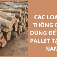 Các Loại Gỗ Thông Dụng Dùng Để Đóng Pallet Tại Việt Nam